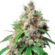 Auto Euforia feminised GanjaLiveSeeds