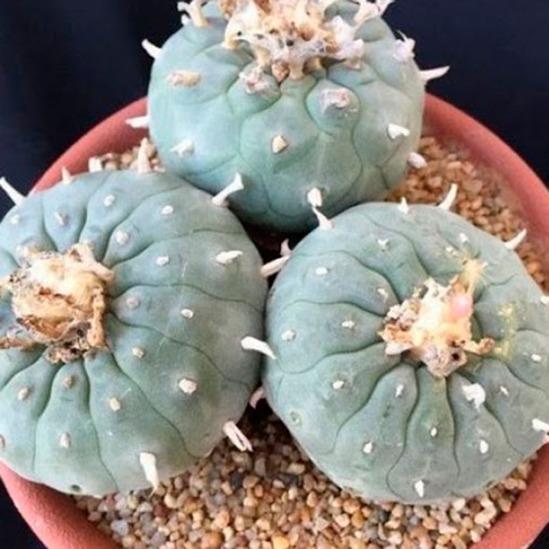 Lophophora williamsii VZD 020