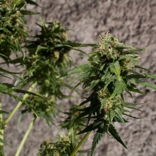 Hash Passion feminised GanjaLiveSeeds