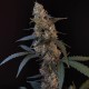 Auto Tropicana Cookies feminised Ganja Seeds
