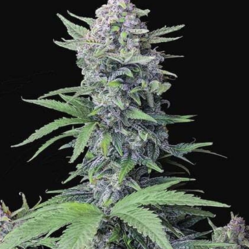 Auto Tropicana Cookies feminised Ganja Seeds