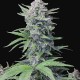 Auto Tropicana Cookies feminised Ganja Seeds
