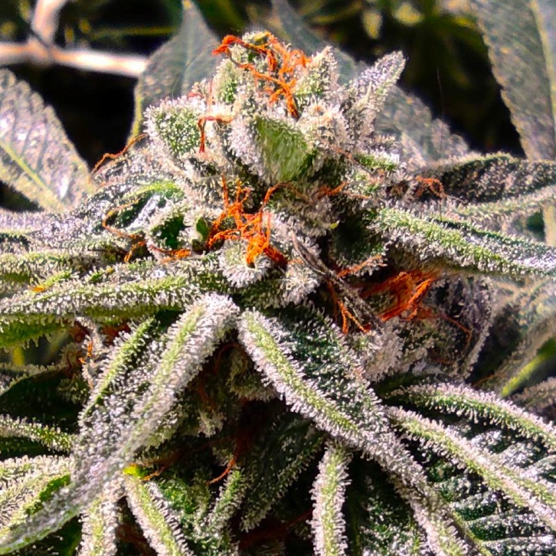 Auto Tropicana Cookies feminised Ganja Seeds