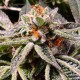Auto Tropicana Cookies feminised Ganja Seeds