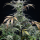 Auto Tropicana Cookies feminised Ganja Seeds