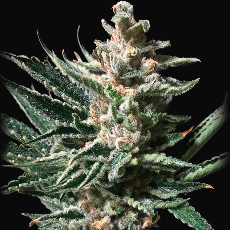 Auto Tropicana Cookies feminised Ganja Seeds