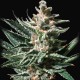 Auto Tropicana Cookies feminised Ganja Seeds