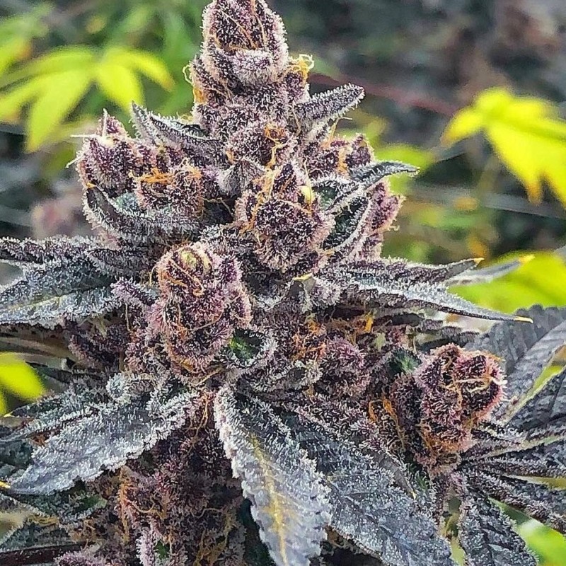 Auto Tropicana Cookies feminised Ganja Seeds