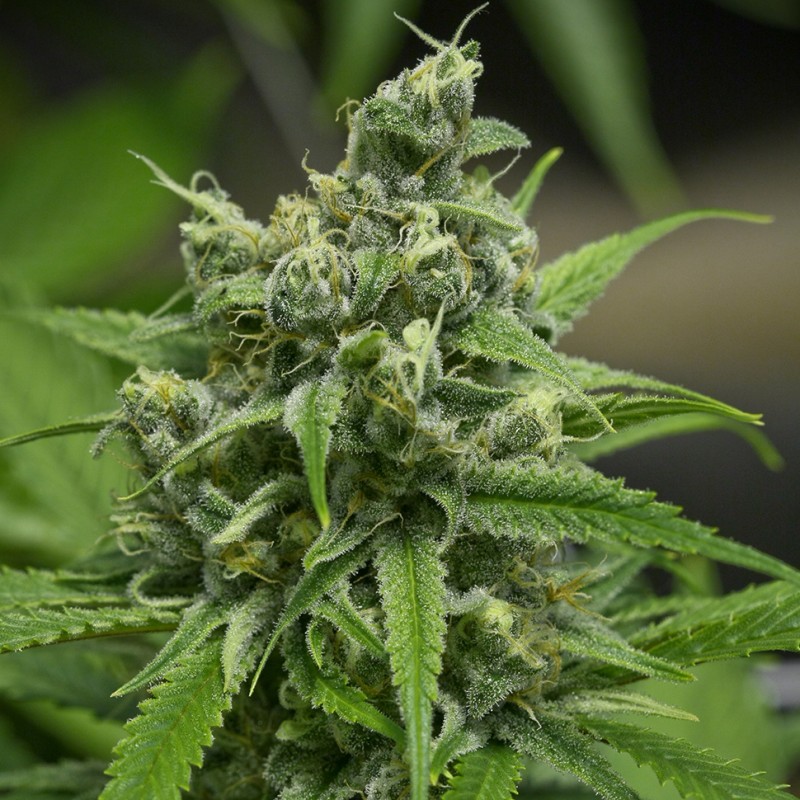 Auto Haze Gom feminised Ganja Seeds - 4 насінини