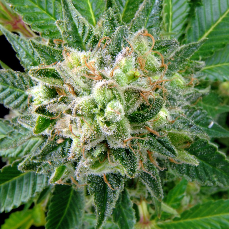 Diesel Strong feminised Ganja Seeds - 2 насінини