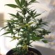 Auto New York Diesel feminised GanjaLiveSeeds