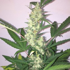 Auto New York Diesel feminised GanjaLiveSeeds