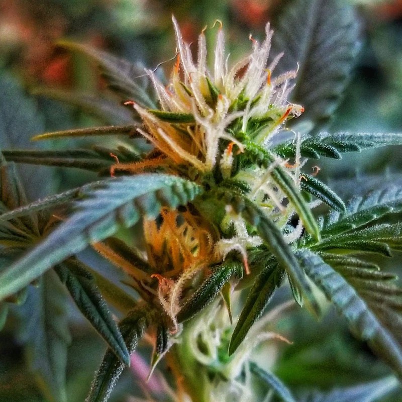 Auto New York Diesel feminised GanjaLiveSeeds