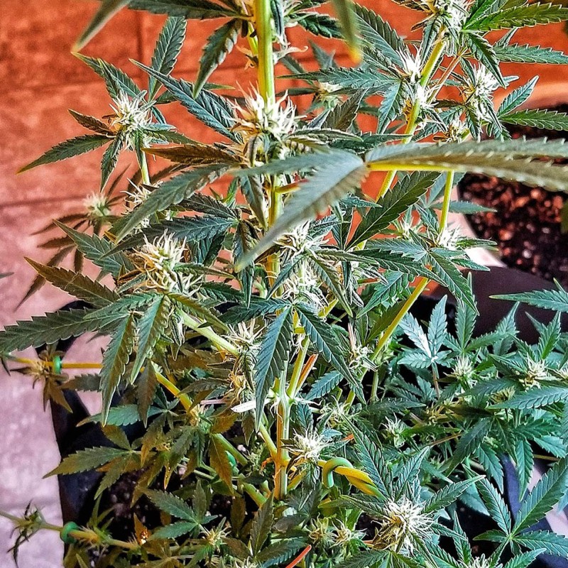 Auto New York Diesel feminised GanjaLiveSeeds