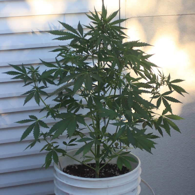 Auto New York Diesel feminised GanjaLiveSeeds