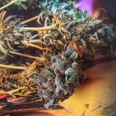 Think Fast feminised GanjaLiveSeeds
