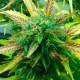 Think Fast feminised GanjaLiveSeeds