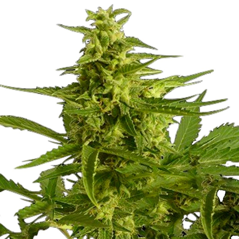 Auto Critical Hog feminised Ganja Seeds