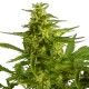 Auto Critical Hog feminised Ganja Seeds
