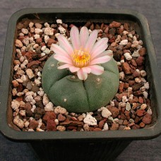 Lophophora williamsii SB 854