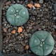 Lophophora williamsii SB 854