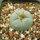 Lophophora williamsii SB 854