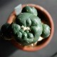 Lophophora williamsii SB 854
