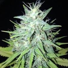 Tutankhamon feminised GanjaLiveSeeds