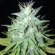 Tutankhamon feminised GanjaLiveSeeds