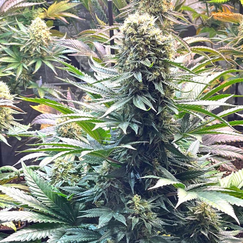 Banana Punch feminised Ganja Seeds - 777 насінин