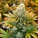 Banana Punch feminised Ganja Seeds - 777 насінин
