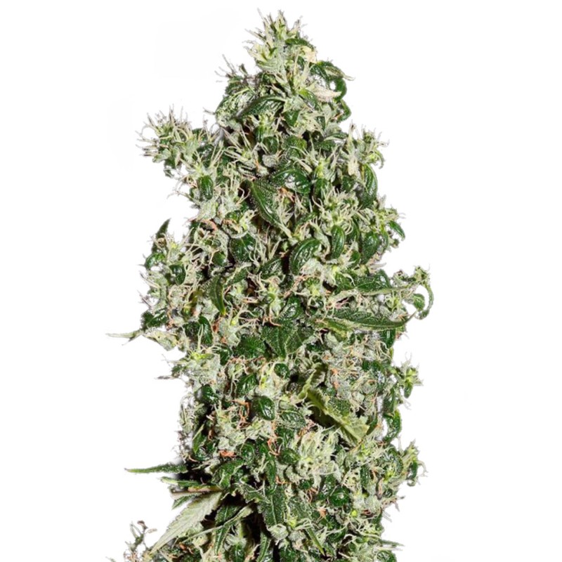 Auto Sweet Tooth feminised Ganja Seeds - 2 насінини