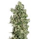 Auto Sweet Tooth feminised Ganja Seeds - 2 насінини