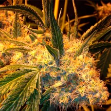 Auto Heaven feminised Ganja Seeds