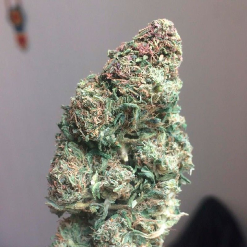 Auto Heaven feminised Ganja Seeds