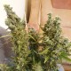 Auto Heaven feminised Ganja Seeds