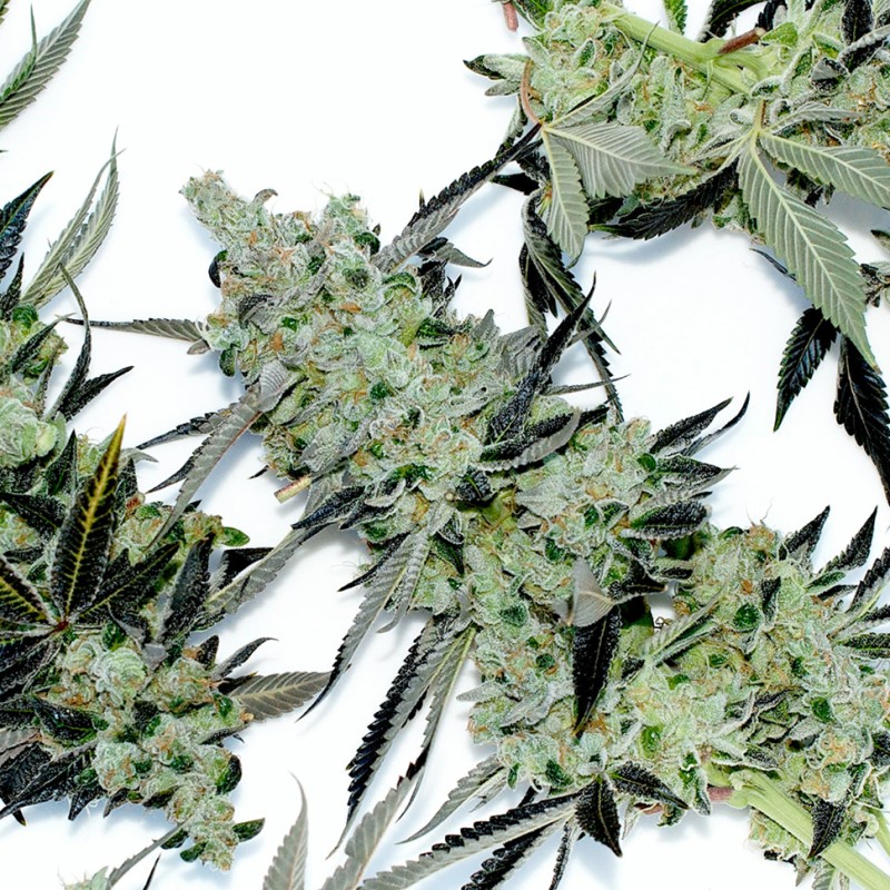 Dr. Feelgood feminised Ganja Seeds - 4 насінини