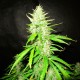 Auto Northern Lights feminised GanjaLiveSeeds