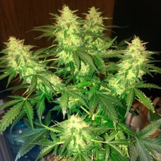 Auto Northern Lights feminised GanjaLiveSeeds