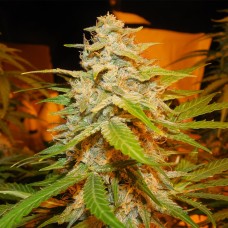 Auto Himalaya Blue Diesel feminised Short Stuff Seeds