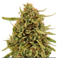 Widow Remedy feminised GanjaLiveSeeds