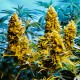 Auto Northern Hog feminised Ganja Seeds - 2 насінини