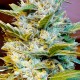 Auto Northern Hog feminised Ganja Seeds - 2 насінини