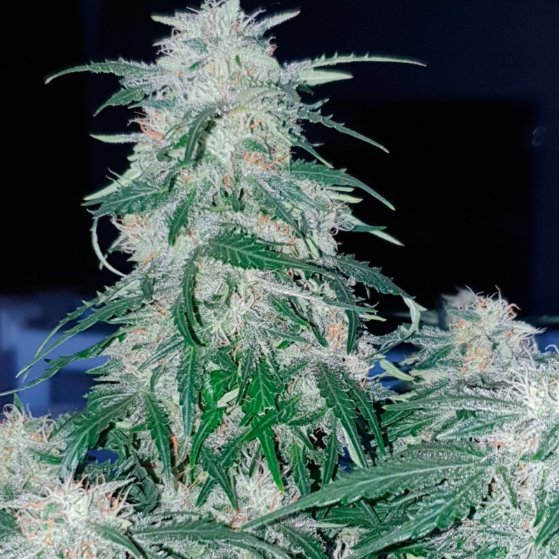 Auto Northern Hog feminised Ganja Seeds - 2 насінини
