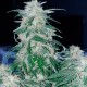 Auto Northern Hog feminised Ganja Seeds - 2 насінини