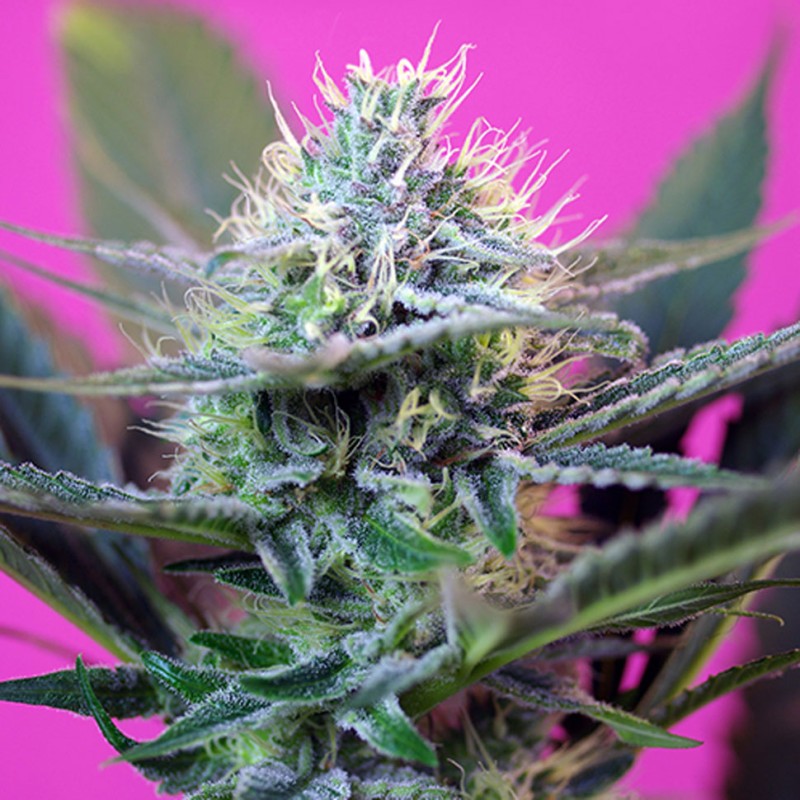 Auto + Speed feminised GanjaLiveSeeds