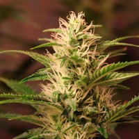 Auto + Speed feminised GanjaLiveSeeds