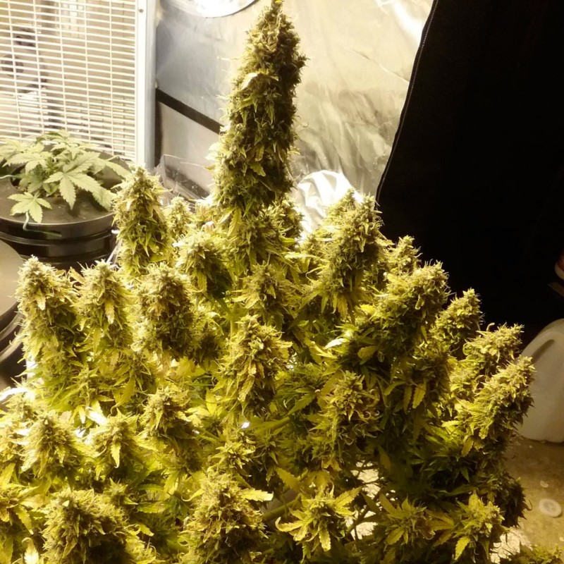 Auto + Speed feminised GanjaLiveSeeds