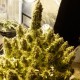 Auto + Speed feminised GanjaLiveSeeds