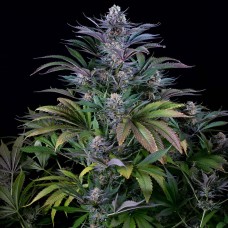 Silver Haze feminised GanjaLiveSeeds
